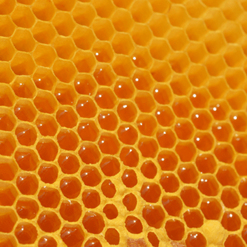 LOMBOK TRIGONA HONEY – 100GR